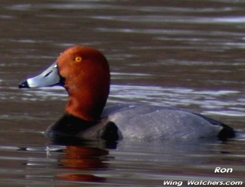 Redhead (M) by Ron Pelletier