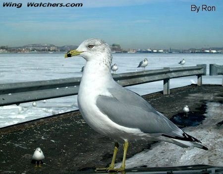 Ring-billed Gull by Ron Pelletier