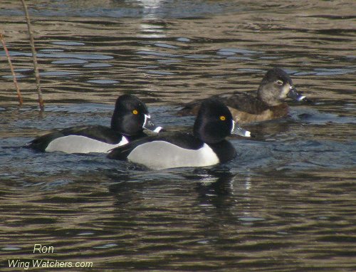 Ring-necked Ducks (M-F) by Ron Pelletier