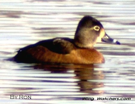 Ring-necked Duck (F) by Ron Pelletier