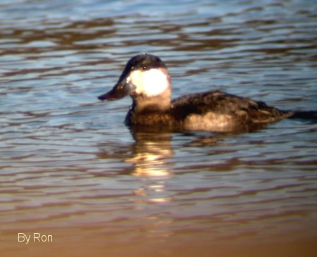 Ruddy Duck (M) by Ron Pelletier