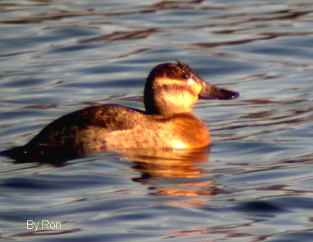 Ruddy Duck (F) by Ron Pelletier