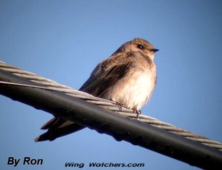 Northern Rough-winged Swallow by Ron Pelletier