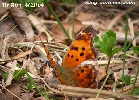 Satyr Comma Butterfly by Ron Pelletier