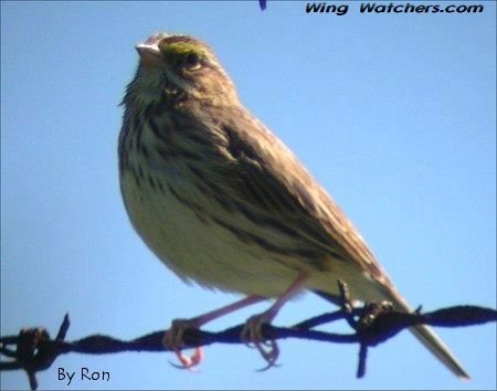 Savanna Sparrow by Ron Pelletier