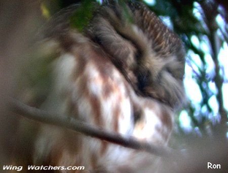 Barred Owl (closeup) by Ron Pelletier