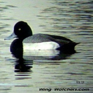 Greater Scaup (M) by Ron Pelletier