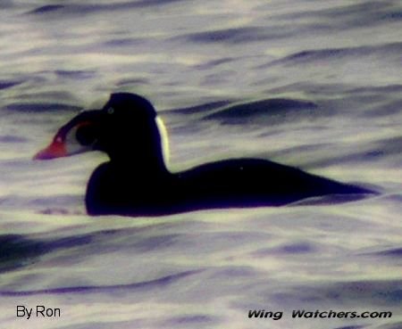 Surf Scoter (M) by Ron Pelletier