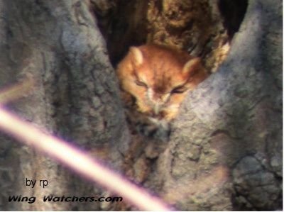 Screech Owl by Ron Pelletier