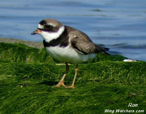 Semi-palmated Plover by Ron Pelletier