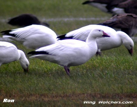 Snow Geese by Ron Pelletier