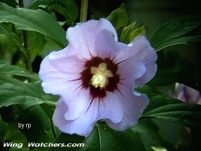 Rose of Sharon