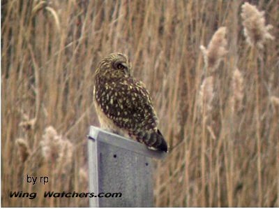 Short-eared Owl by Ron Pelletier