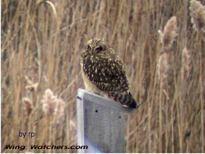 Short-eared Owl by Ron Pelletier