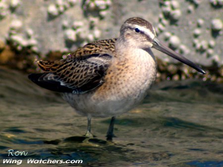 Short-billed Dowitcher by Ron Pelletier