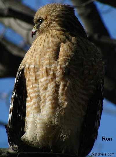 Red-shouldered Hawk by Ron Pelletier