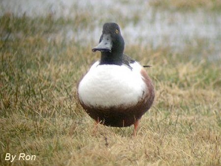 Northern Shoveller (M) by Ron Pelletier