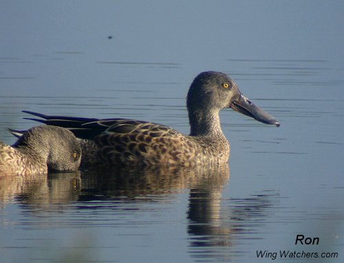 Northern Shoveller (M-imm.) by Ron Pelletier