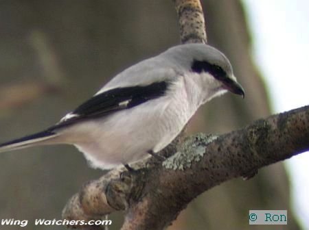 Northern Shrike by Ron Pelletier