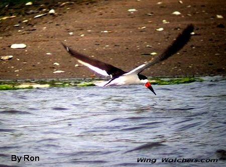 Black Skimmer feeding by Ron Pelletier