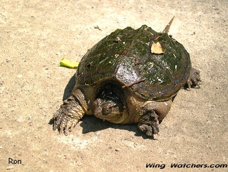 Snapping Turtle by Ron Pelletier