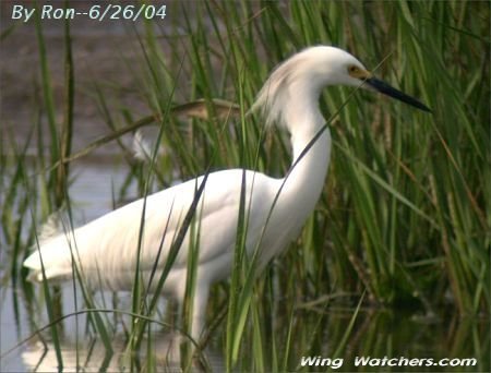 Snowy Egret by Ron Pelletier