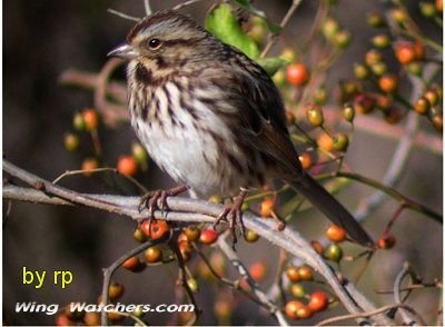 Song Sparrow by Ron Pelletier