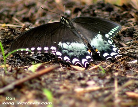 Spicebush Swallowtail by Ron Pelletier