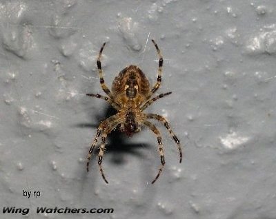 Orb Weaver species (underside) by Ron Pelletier