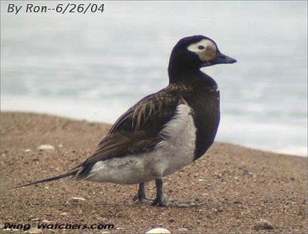 Long-tailed Duck (M) by Ron Pelletier