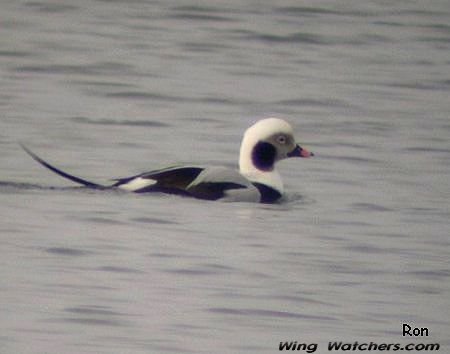 Long-tailed Duck male in winter plummage by Ron Pelletier