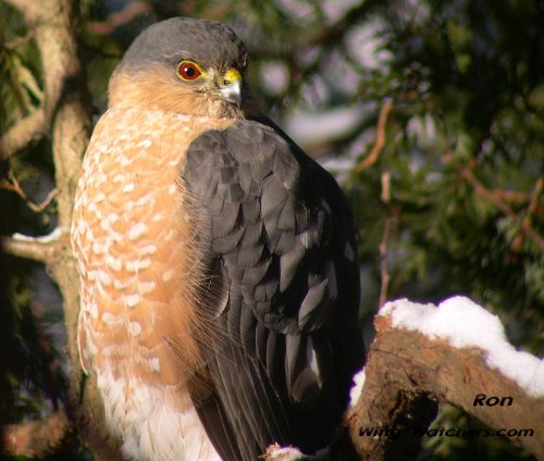 Sharp-shinned Hawk (M) by Ron Pelletier