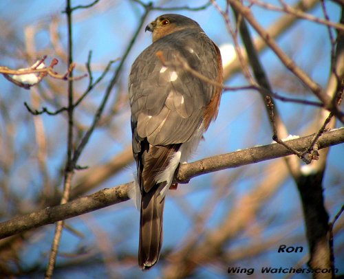 Sharp-shinned Hawk by Ron Pelletier