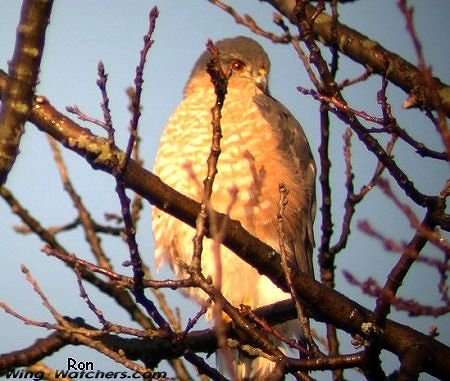 Sharp-shinned Hawk (M) by Ron Pelletier