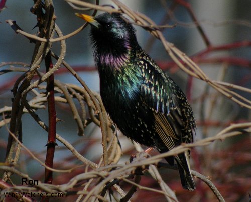 European Starling by Ron Pelletier