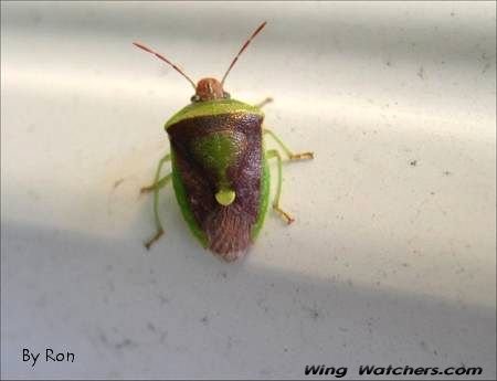 Stink Bug--Banasa dimiata by Ron Pelletier