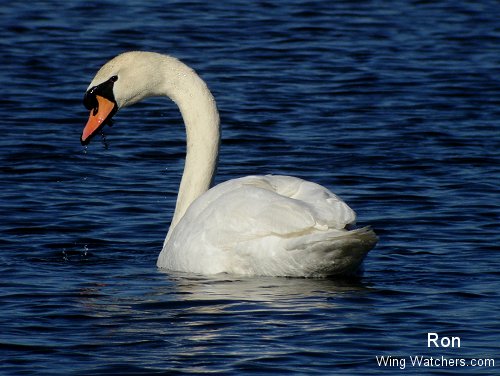 Mute Swan by Ron Pelletier