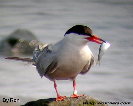 Common Tern by Ron Pelletier