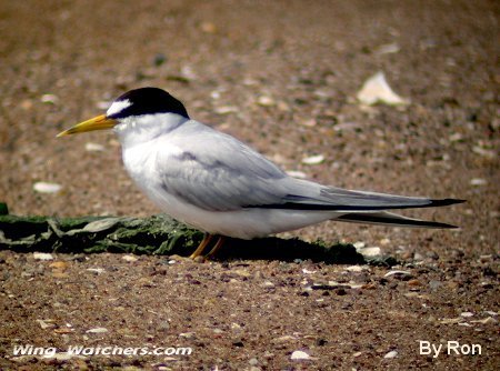 Least Tern by Ron Pelletier