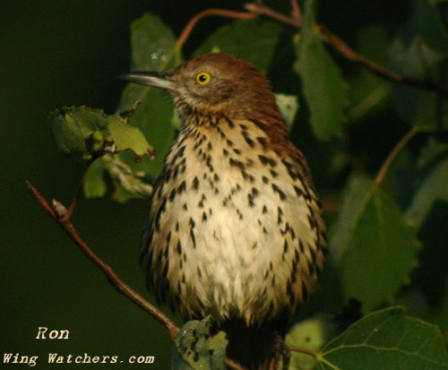 Brown Thrasher by Ron Pelletier