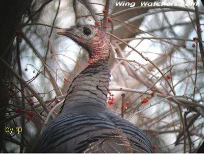 Wild Turkey by Ron Pelletier