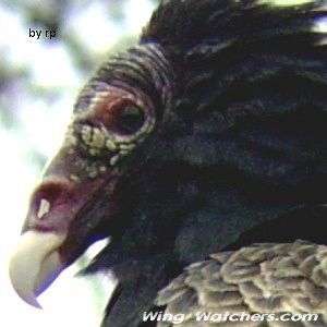 Turkey Vulture (closeup) by Ron Pelletier