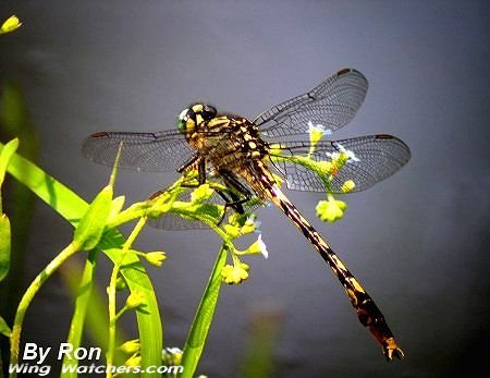 Unicorn Clubtail Dragonfly by Ron Pelletier