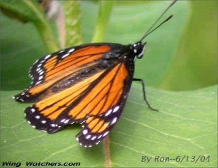 Viceroy Butterfly by Ron Pelletier