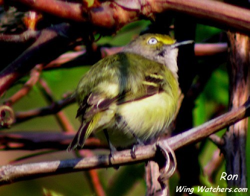 White-eyed Vireo by Ron Pelletier