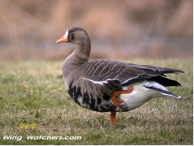 Greater White-fronted Goose by Ron Pelletier