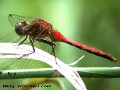 White-faced Meadowhawk by Ron Pelletier