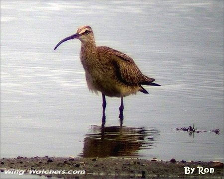 Whimbrel by Ron Pelletier