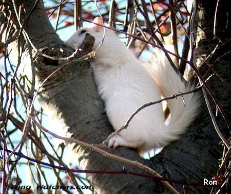 Gray Squirrel-partial albino by Ron Pelletier