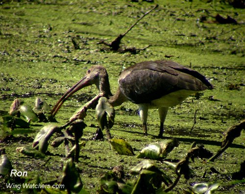 White Ibis (imm.) by Ron Pelletier